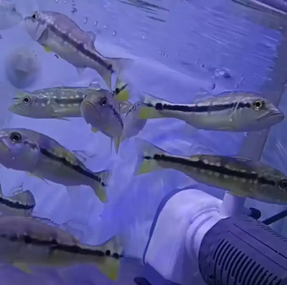 Ikan hias tankmate arwana ukuran 7-8cm