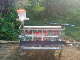 Kandang ayam fullset