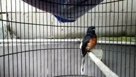 Burung murai medan