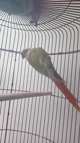 Di jual burung,peliharaan sendiri.Pinnaple Conure.