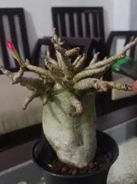 Adenium goji champ