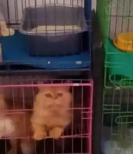 Kucing Persia Jantan Bekasi Utara