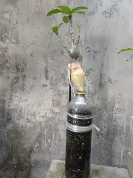 Adenium grapting akar emas