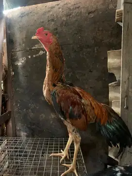 Ayam bangkok x mangon
