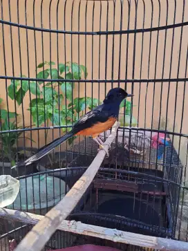 Murai hutan mapan gacor isian bnyk