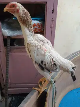 Ayam betina body big pukul keras