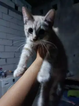 kucing persia mix dom