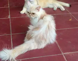 Kucing munchkin betina