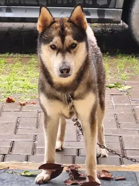 Anjing Husky big Bone