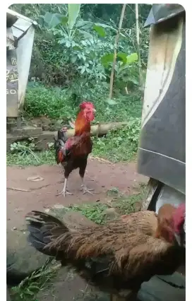 JUAL AYAM PELUNG SEPASANG CIANJUR JUMBO