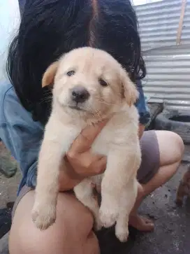 Anakan anjing gemuk bulu lebat