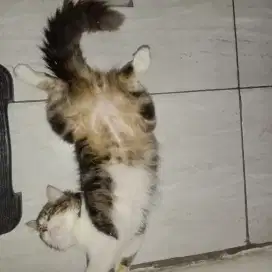 Kucing ras jantan mujaer