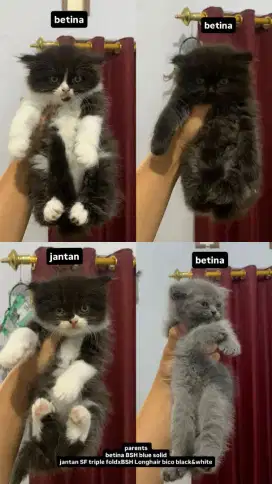 Open Adopsi Kucing