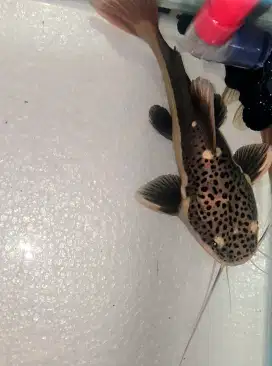 RED TAIL CATFISH/LELE EKOR MERAH/IKAN PREDATOR