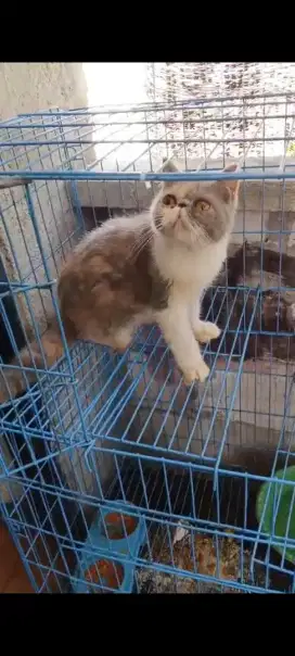Kucing Peaknose