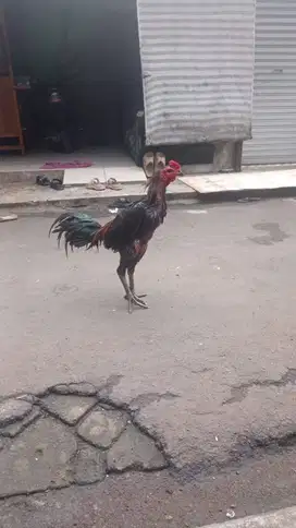 Ayam bk mangon tembus