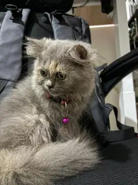 Kitten Betina Persia 3 Bulan