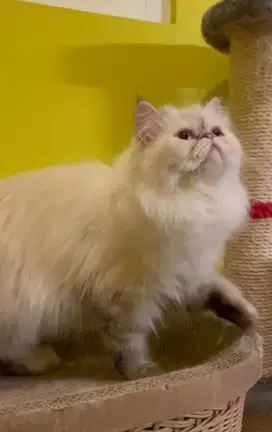 kucing persia betina