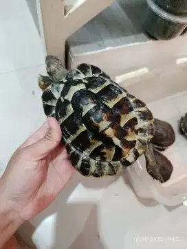 Kura kura hermani jantan induk 16 cm