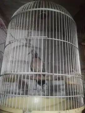 jual burung tekukur