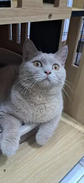 Kucing Bsh jantan