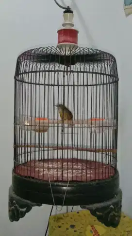 Burung Tieumi Wambi Mini Gacor Suara Jos