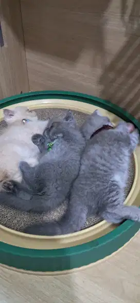 Kucing kitten Bsh