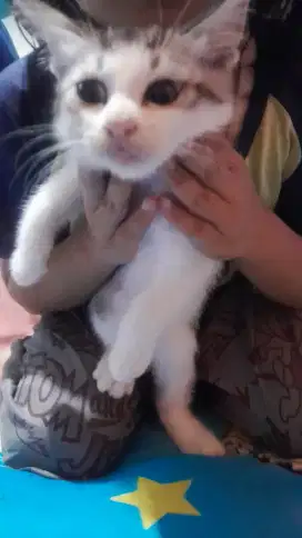 Jual kucing + anak