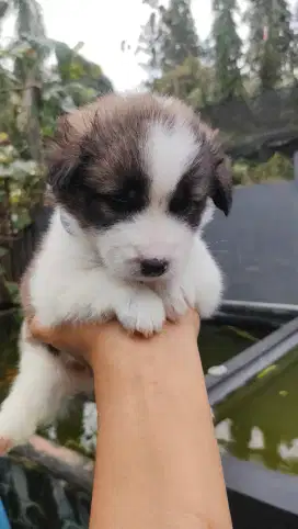 Baca teliti bantu teman saja lepas adopsi puppies 1,5 bln betina