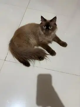 Kucing cinnamon himalaya