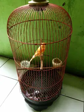 Kenari merlok Fsatu