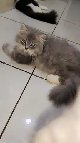 Jual kucing persia abu