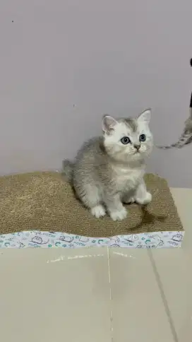 BSH NS SILVER KITTEN