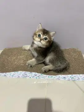 BSH NS GOLDEN KITTEN