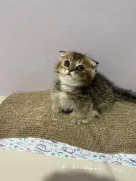 BSH MUNCHKIN SF KITTEN