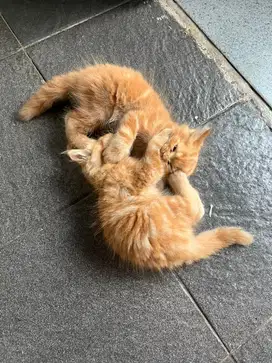 Anakan Mixdom , induk persia jantan  Persia Exotic Shorthair