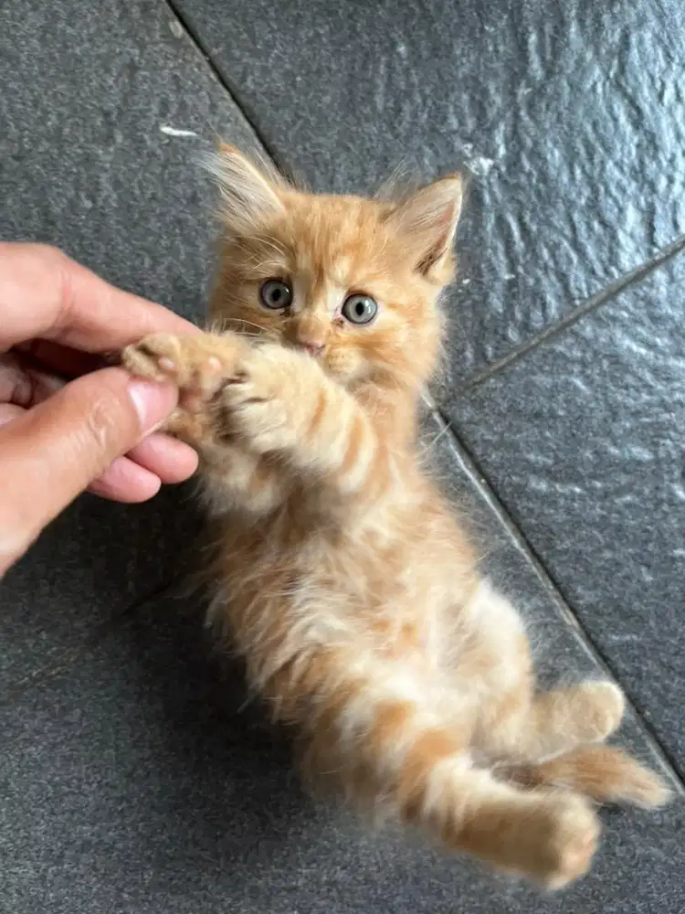 Anakan  , induk persia jantan  Persia Exotic Shorthair