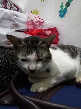 Dijual Kucing Jantan Abu