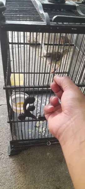 Burung beserta kndang