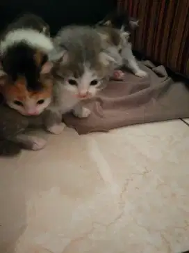 Baby kitten Persia medium