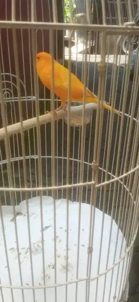 Burung kenari jantan