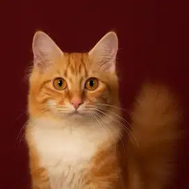 KITTEN PERSIA MEDIUM