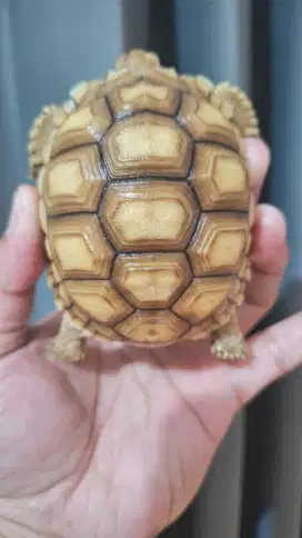 Sulcata Thinline Dotless High Dome