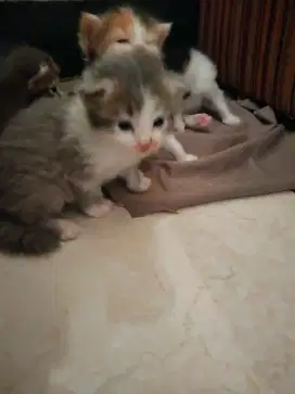 Persia medium kitten