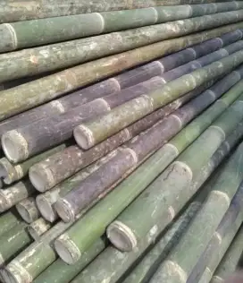 Jual bambu steger cor panjang 6 meter