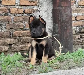 Herder mix Rottweiler Jantan