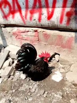 Ayam kate jantan hitam