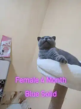 BSH Scottish Fold Pure Keturunan Jelas Parent Ped Terlampir