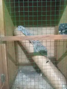Dijual Tokek Sehat-Cocok Untuk Koleksi Reptil Eksotis