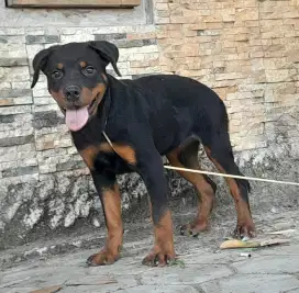 Rottweiler Betina 4 bulan Stamboom